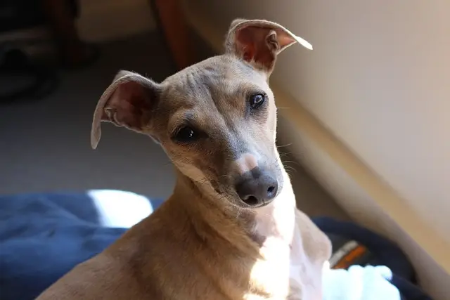 Whippet