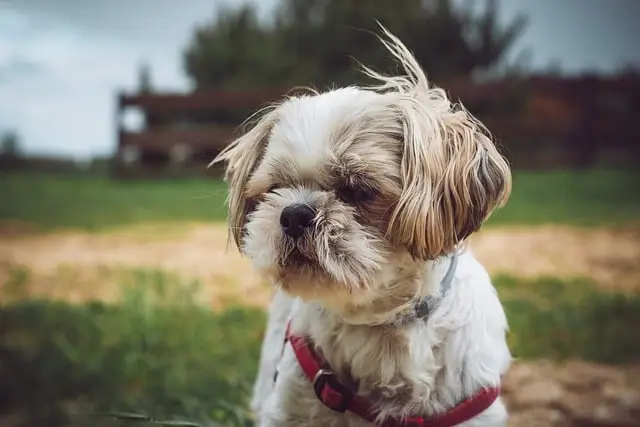 Shih Tzu