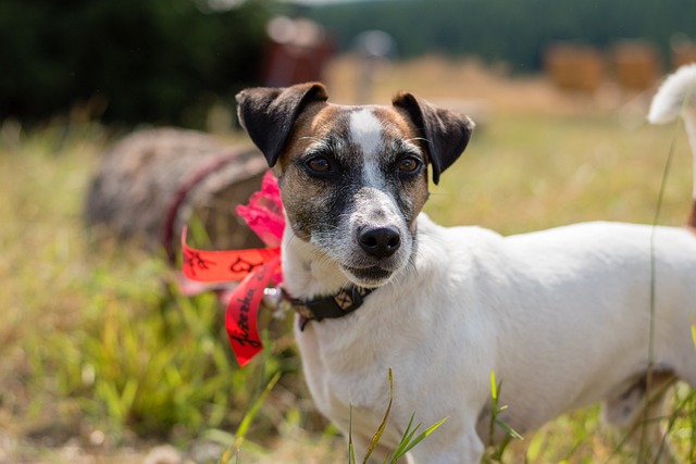 Jack Russell