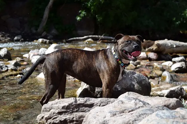 American Staffordshire