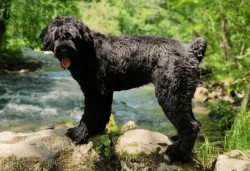 Black Russian Terrier