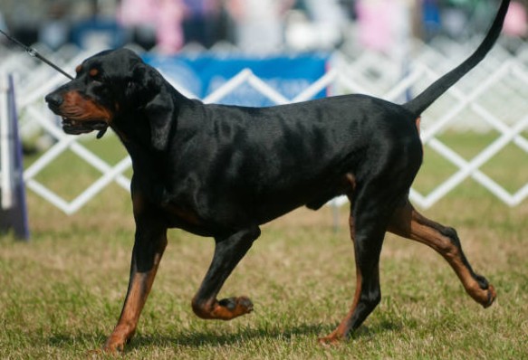 Black & Tan Coonhound
