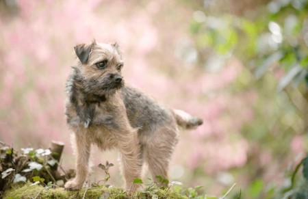 Border Terrier