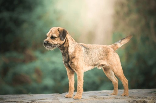 Border Terrier