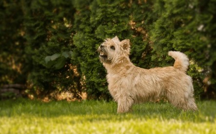 Cairn Terrier