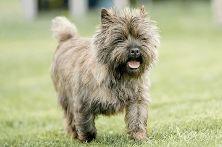 Cairn Terrier