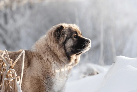 Caucasian Shepherd