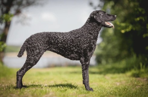 Curly Coated Retriever