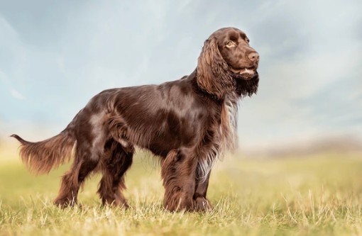Field Spaniel