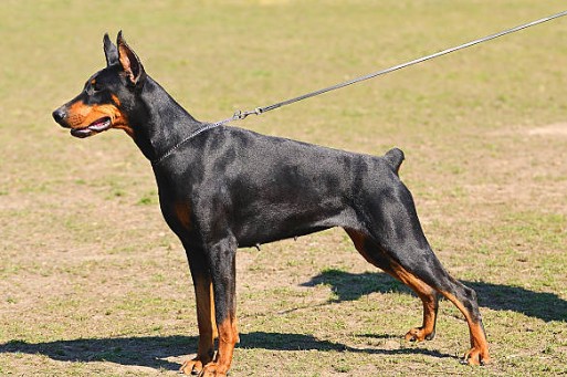 German Pinscher