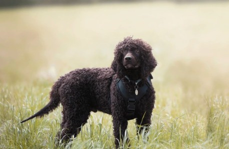 Irish Water Spaniel