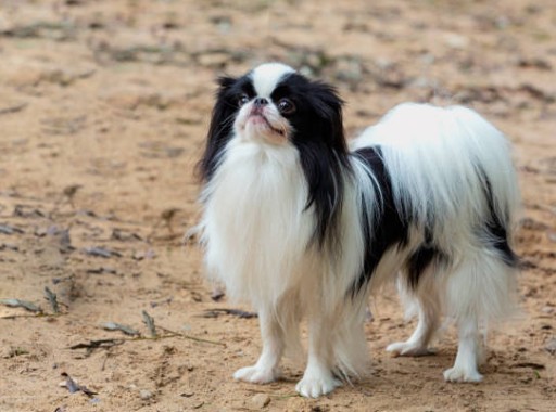 Japanese Chin