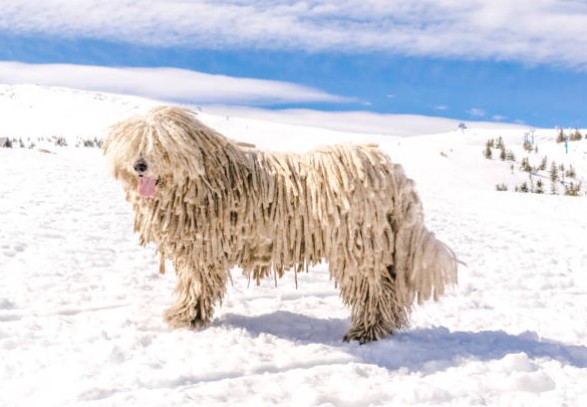 Komondor