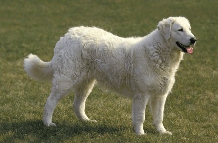 Kuvasz