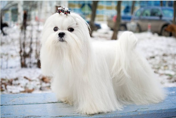 Maltese
