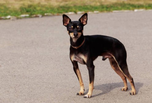 Manchester Toy Terrier