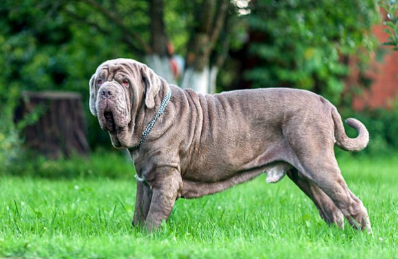 Neapolitan Mastiff