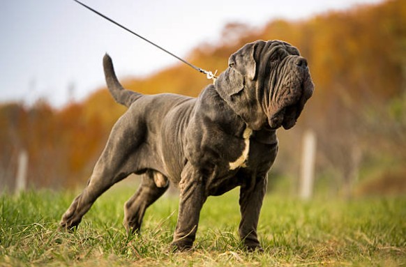 Neapolitan Mastiff