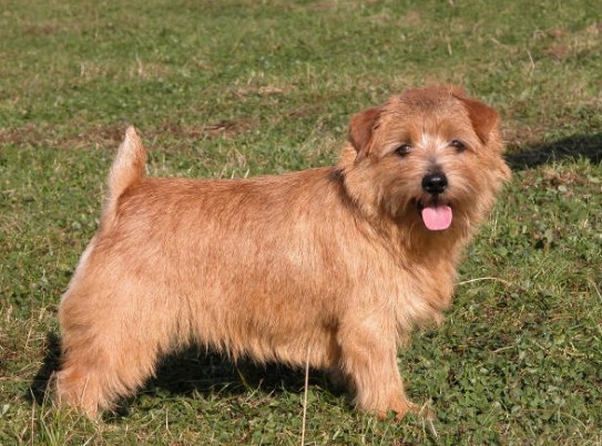 Norfolk Terrier