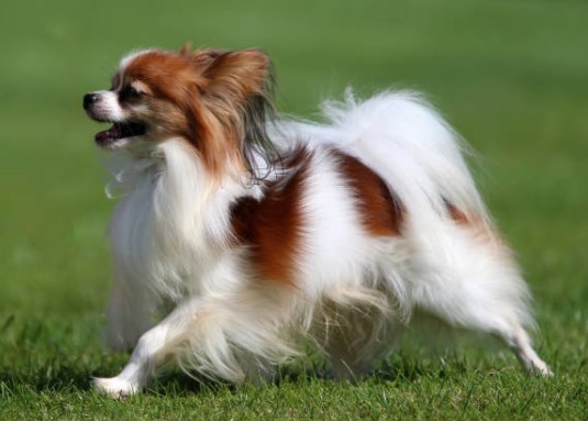 Papillon
