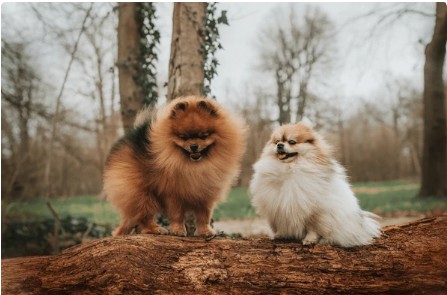 Pomeranian