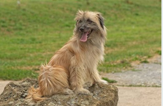 Pyrenean Shepherd