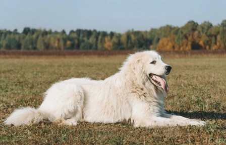 Pyrenean Mountain Dog