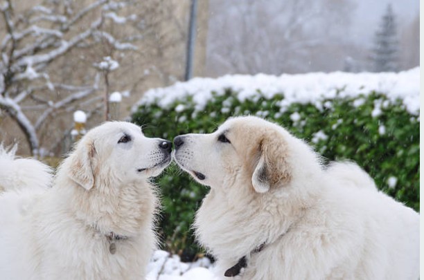 Pyrenean Mountain Dog