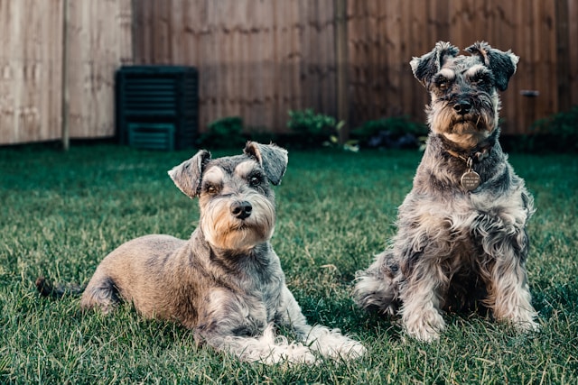 Schnauzer