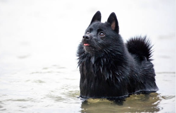 Schipperke