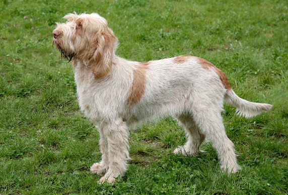 Spinone Italiano