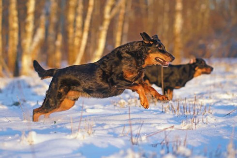 Beauceron