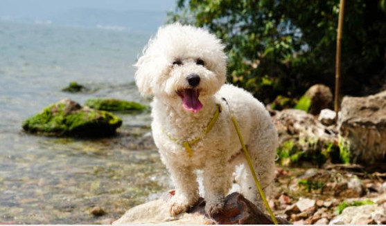 Bichon Frise