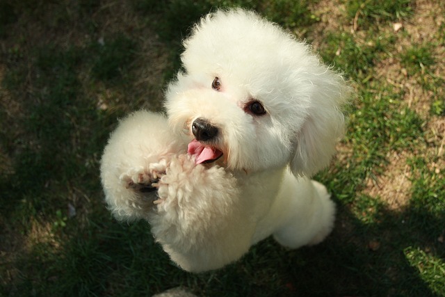 Bichon Frise