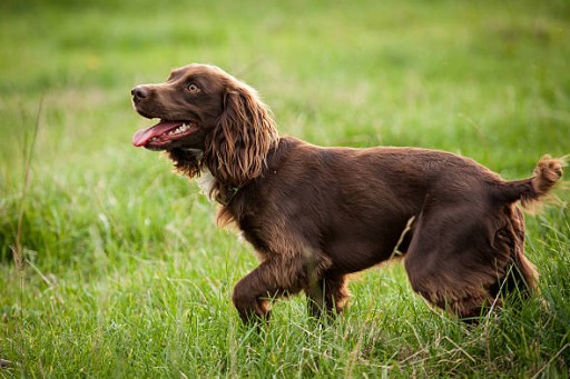 Boykin Spaniel