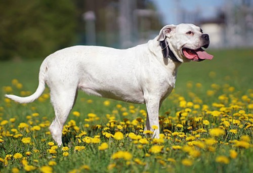 Dogo Argentino