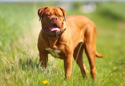 Dogue de Bordeaux