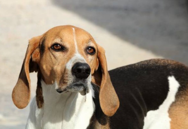 Foxhound