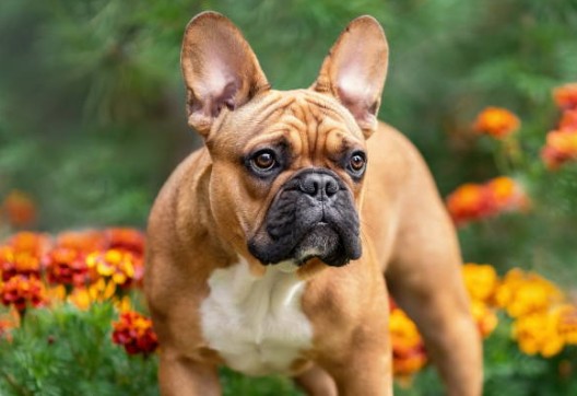 French bulldog
