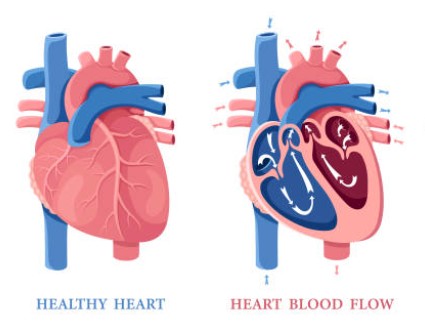 Heart