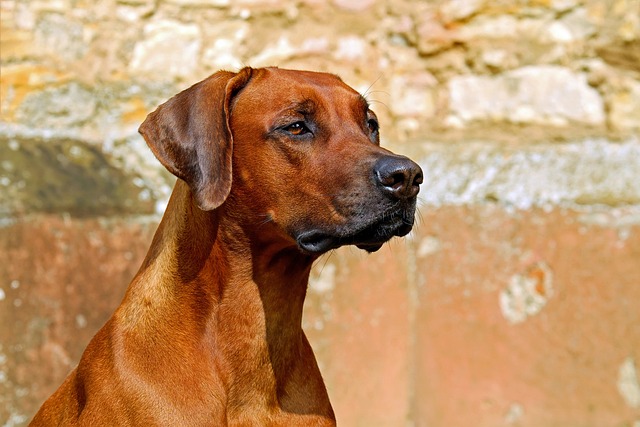 Rhodesian Ridgeback