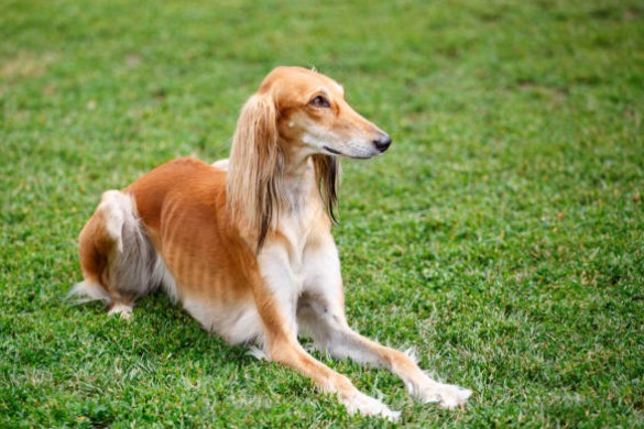 Saluki