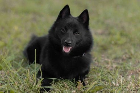 Schipperke