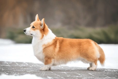 Welsh corgi